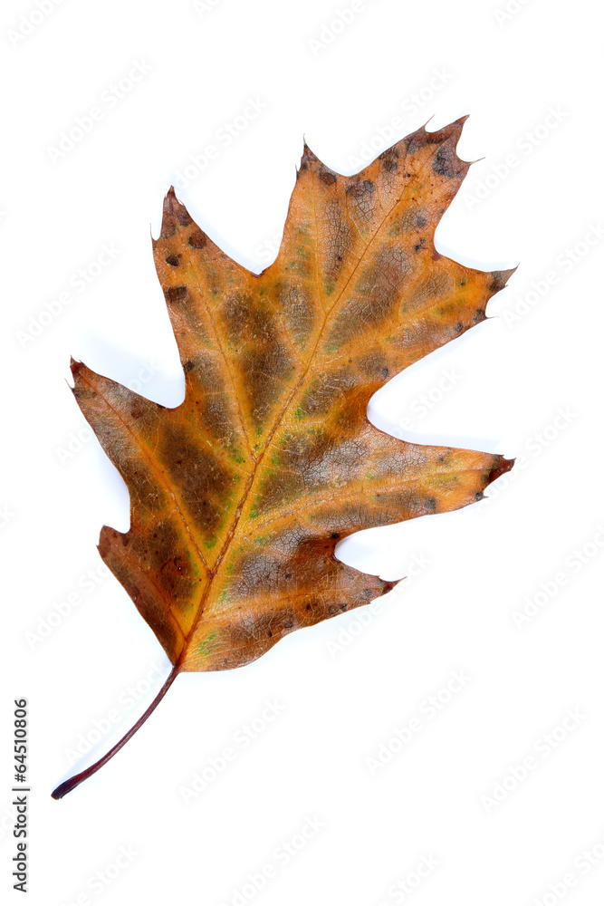 Feuille de chêne couleurs d’automne sur fond blanc Feuille de chêne couleurs d’automne sur fond blanc