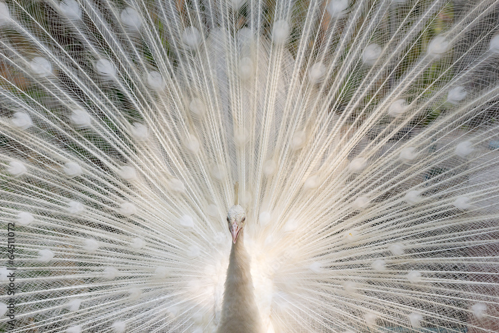 White peacock show with feathers