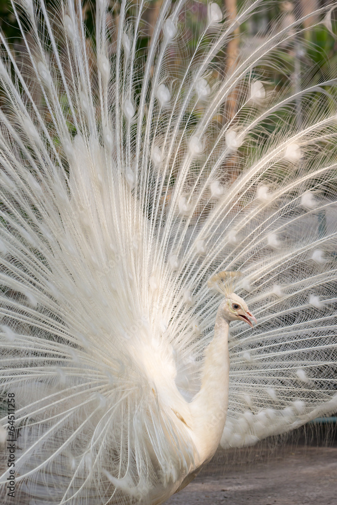 White peacock with feathers out vertical