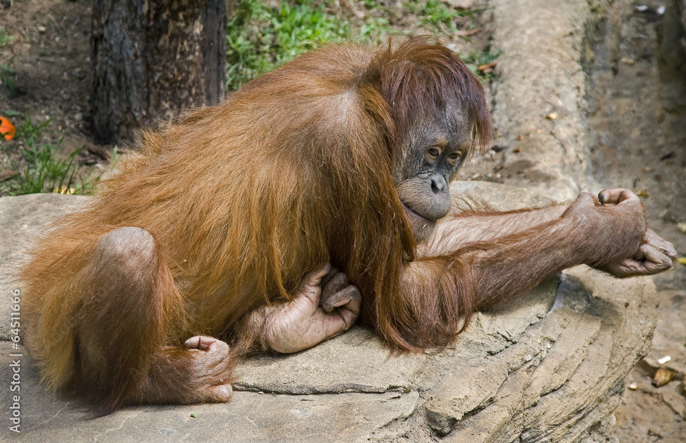 Naklejka premium Orangutan