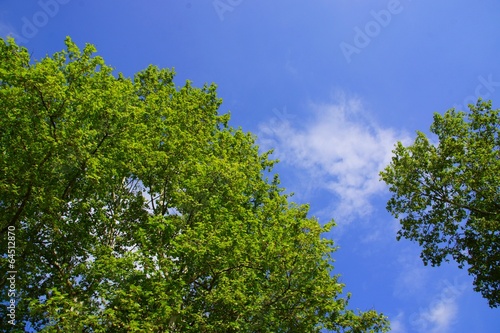 Fototapeta Naklejka Na Ścianę i Meble -  Frische Blätter mit Himmel im Hintergrund