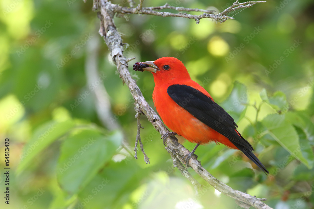 Scarlet Tanager Eating a Mulberry Scarlet Tanager Eating a Mulberry