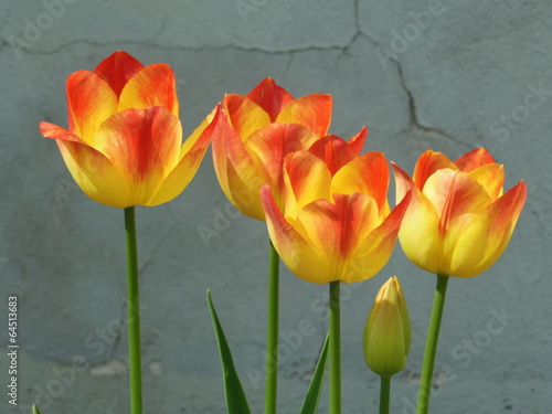 Tulpen an Mauer