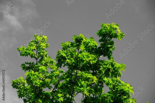 Frische Blätter mit Himmel im Hintergrund