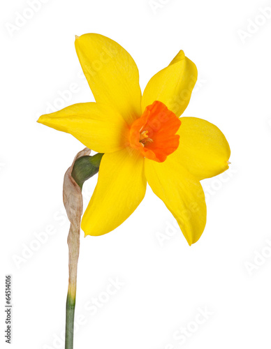 Fototapeta Naklejka Na Ścianę i Meble -  Single flower of a daffodil cultivar against a white background