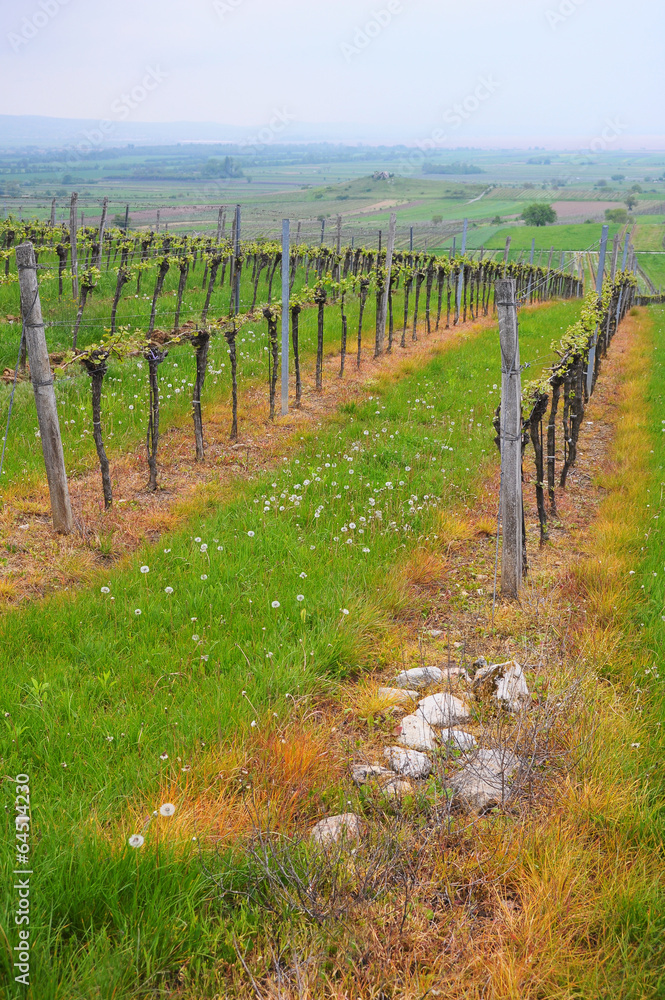 Fototapeta premium Unkrautvernichtung im Weinbau