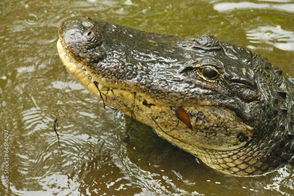 Alligatorkopf