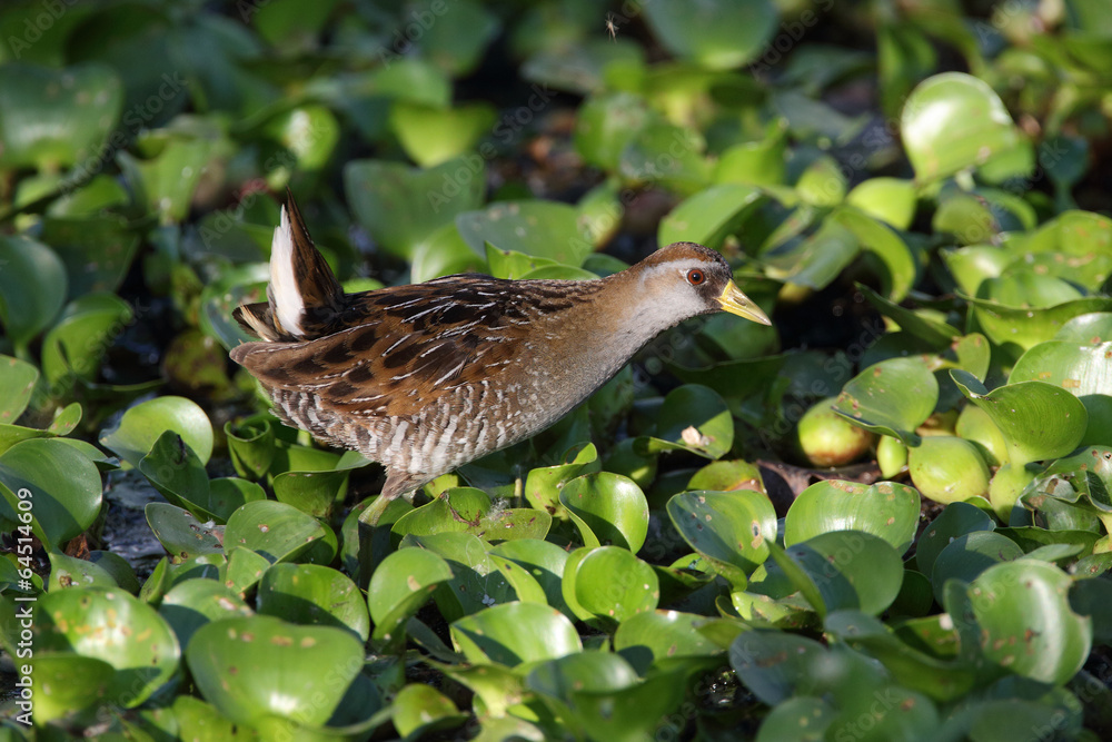Fototapeta premium Sora Wading Through a Marsh