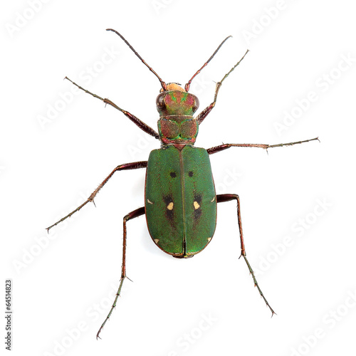 Green Tiger Beetle (Cicindela campestris) isolated on white