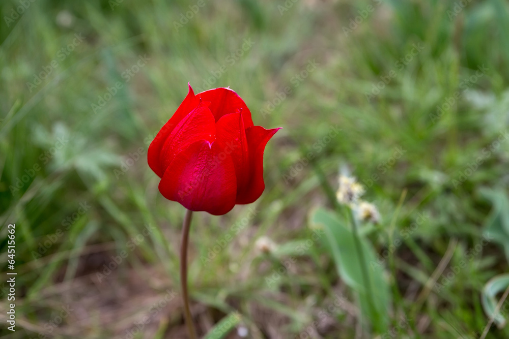 Wild tulip