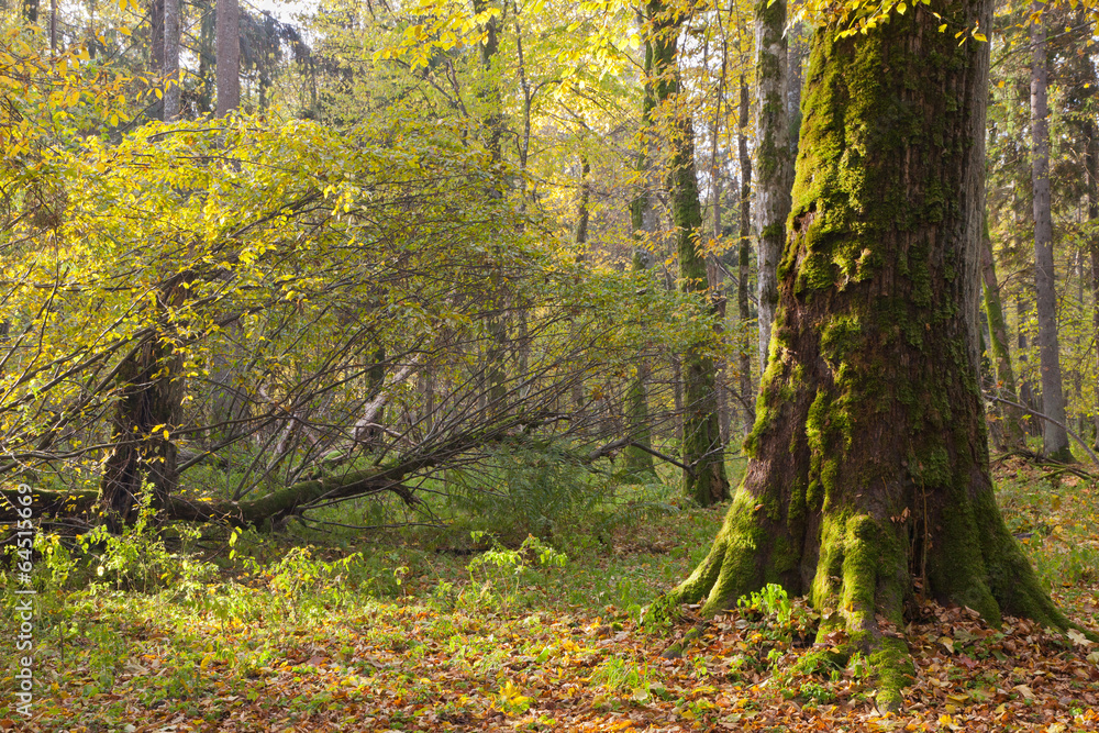 Moss wrapped maple tree in autumn morning Moss wrapped maple tree in autumn morning