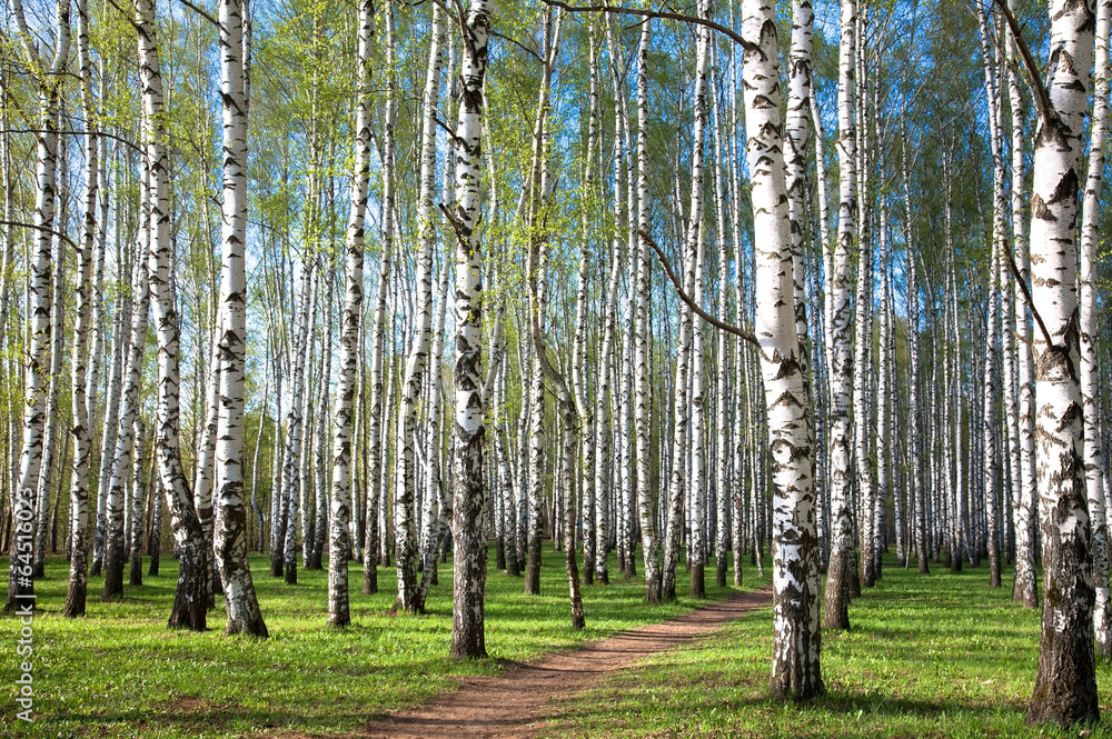 Fototapeta premium First spring greens in the evening birch grove