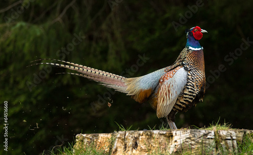 The Flatulent Pheasant photo