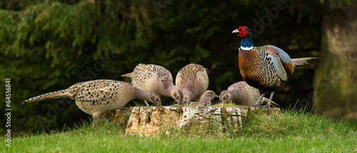 Fotografiet The Pheasant's Harem
