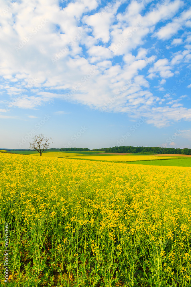 Yellow rapeseed flower field and blue sky, Burgenland, Austria