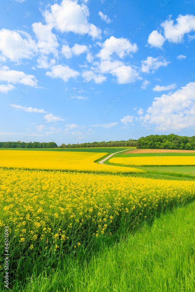 Yellow rapeseed flower field and blue sky, Burgenland, Austria