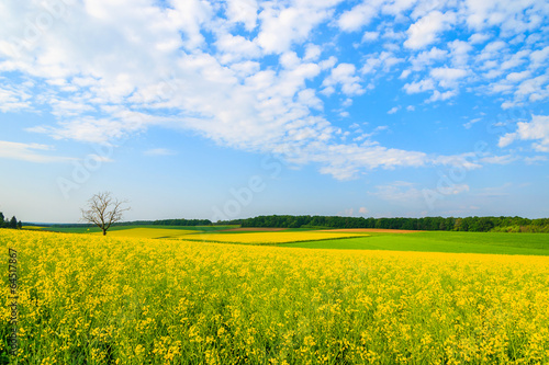 Yellow rapeseed flower field and blue sky  Burgenland  Austria