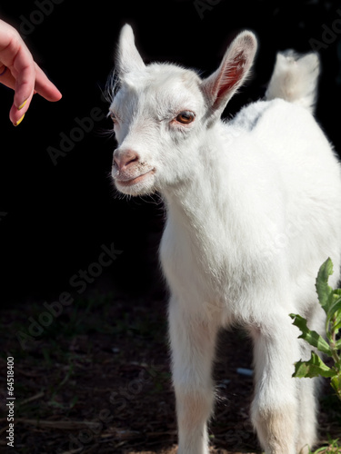 little white  goat baby at black background