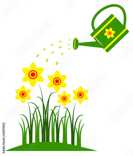 daffodils and watering can