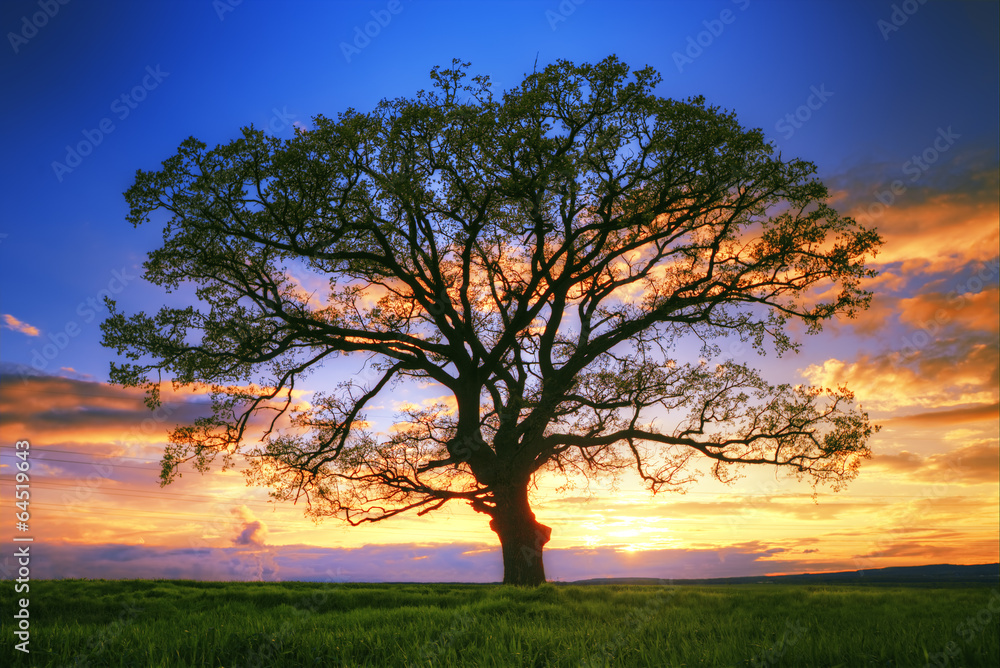Obraz premium Big tree silhouette, sunset