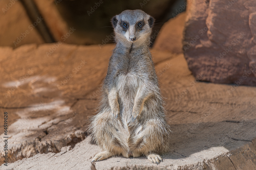 Fototapeta premium Playful and curious suricates in a small open resort