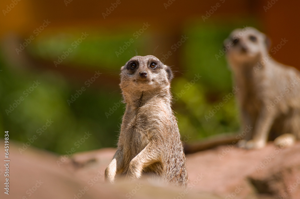 Fototapeta premium Watchful meerkat standing in alert