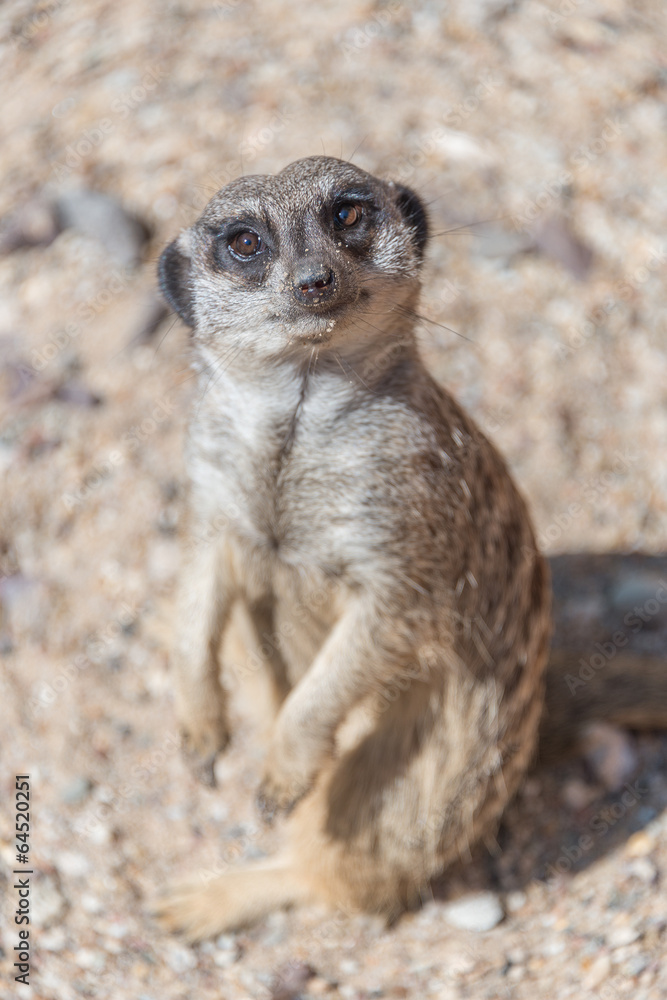 Fototapeta premium Playful and curious suricates in a small open resort
