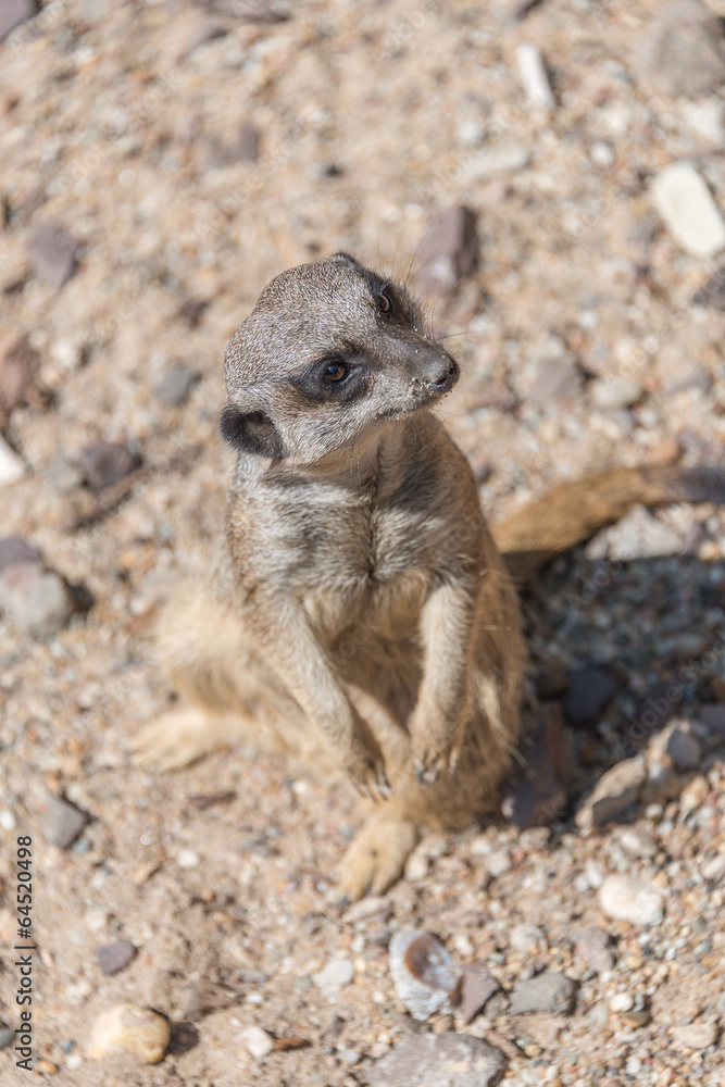 Fototapeta premium Playful and curious suricates in a small open resort