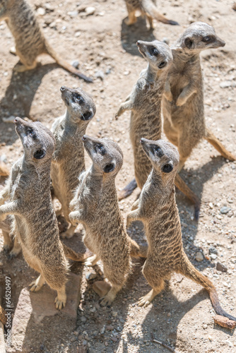 Fototapeta Naklejka Na Ścianę i Meble -  Playful and curious suricates in a small open resort