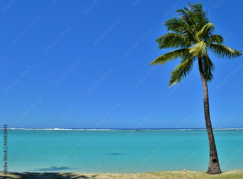 Naklejka premium Tropikalna Palma