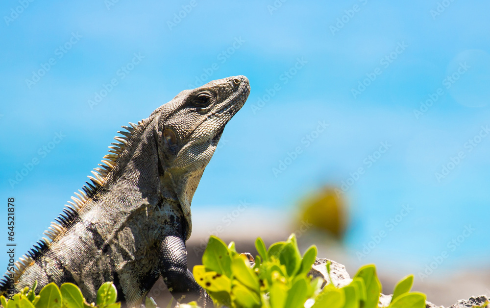 Obraz premium Mexican Iguana