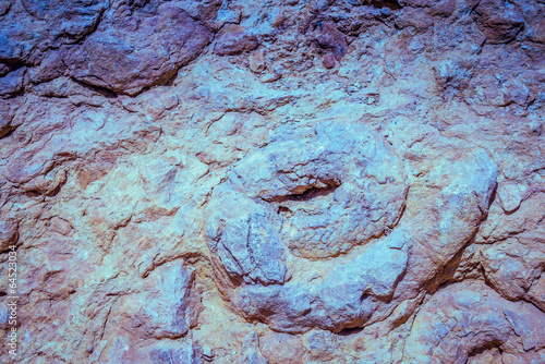 Ammonite wall photo