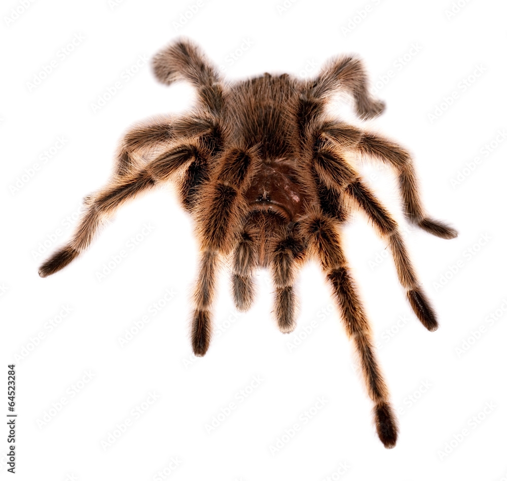 rose hair tarantula Stock Photo | Adobe Stock