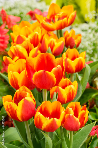 Red and yellow tulips in flower
