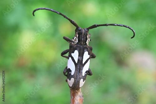 longhorn beetle in Genus Batocera © forest71
