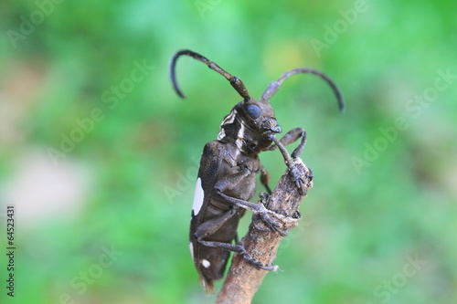 longhorn beetle in Genus Batocera photo