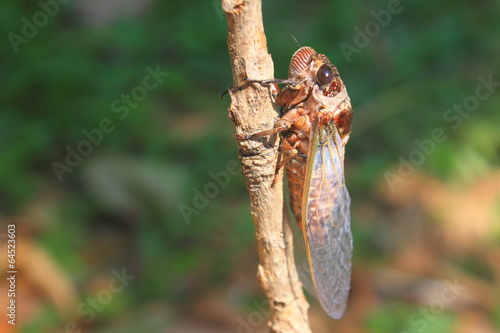 Cicadas in the trees