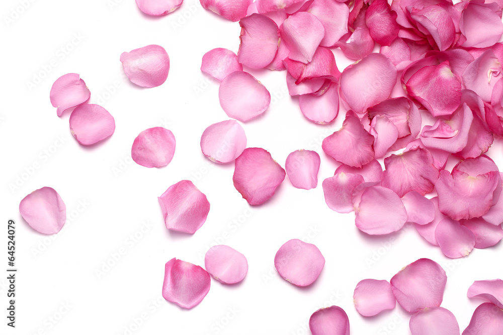 Petals of pink rose - obrazy, fototapety, plakaty 