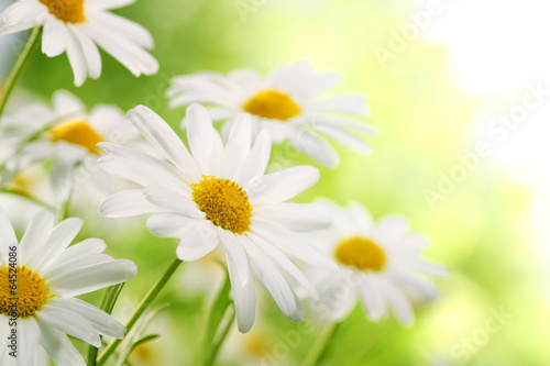 Billede på lærred Field of daisy flowers