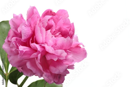 Pink peony