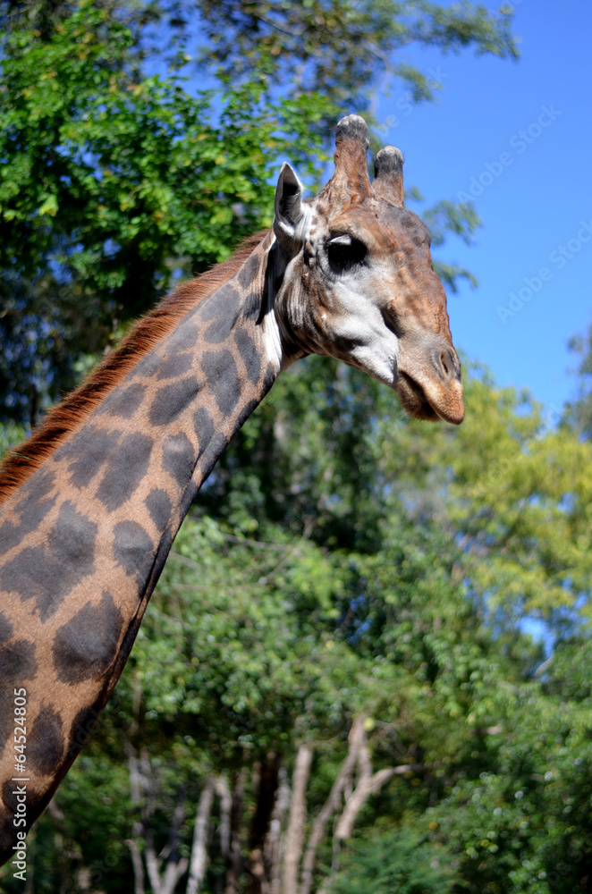 Fototapeta premium Giraffe in the zoo, Chiang Mai, Thailand