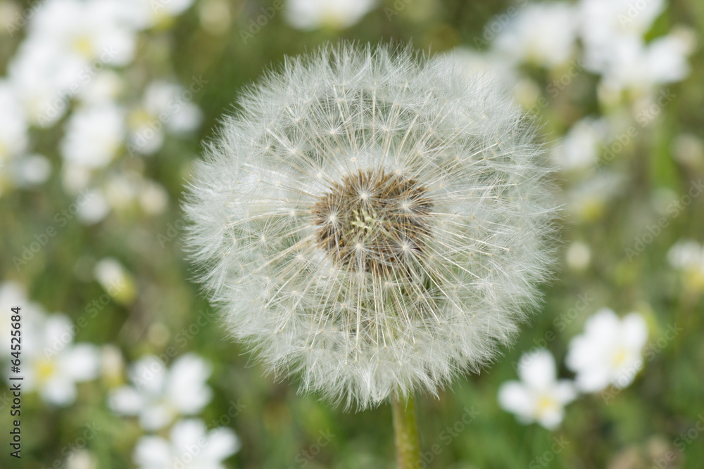 Fototapeta premium Nahaufnahme einer Pusteblume