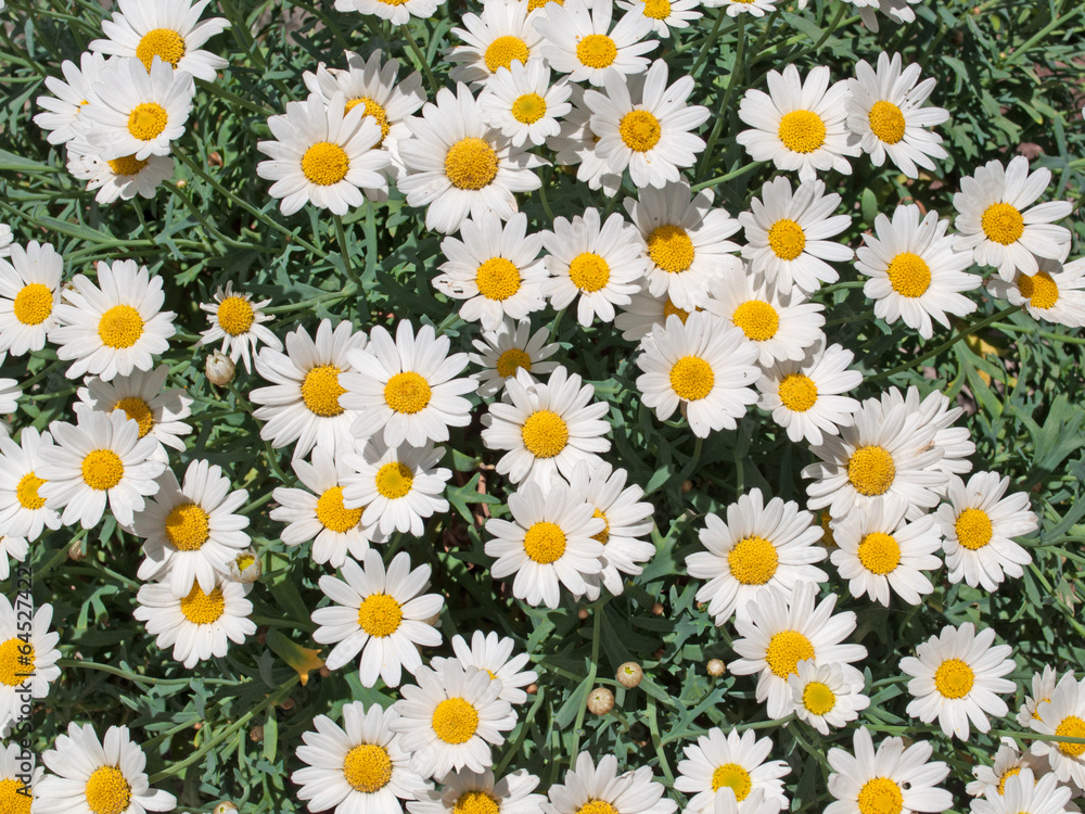 Margeriten - Leucanthemum Margeriten - Leucanthemum