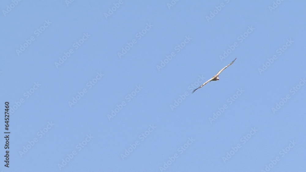 Flying Griffon Vultures over carcass in the mountain Flying Griffon Vultures over carcass in the mountain