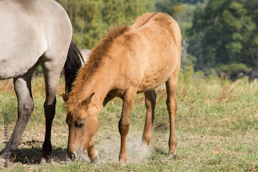 Obraz premium Tarpan Rückzüchtung