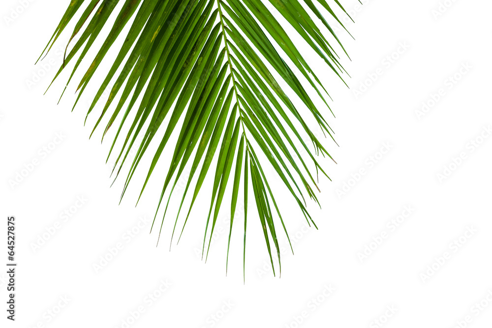 Fototapeta premium leaves of coconut tree isolated on white background
