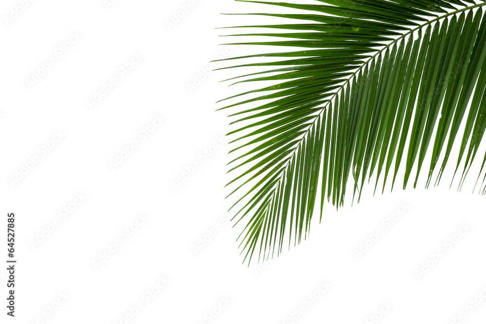 Fototapeta premium leaves of coconut tree isolated on white background