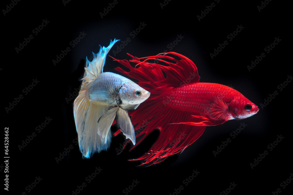 Fototapeta premium Fighting fish