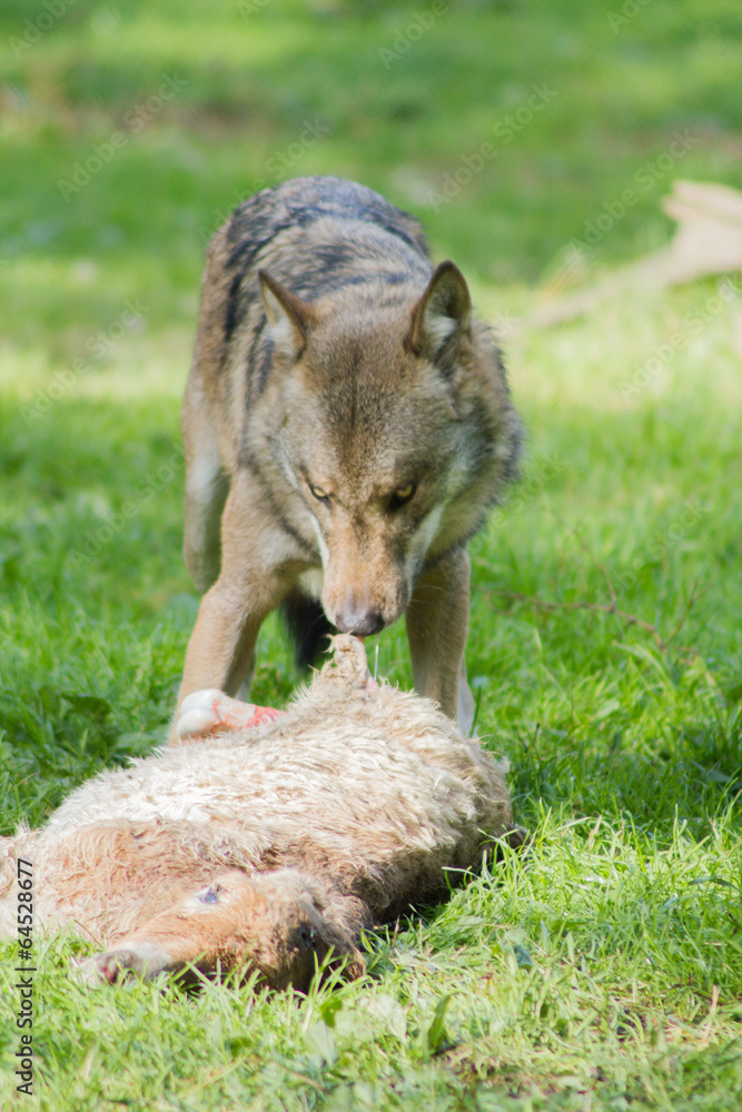 Fototapeta premium Jagender Wolf