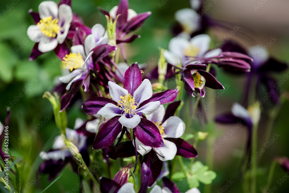 Aquilegia flowers Aquilegia flowers